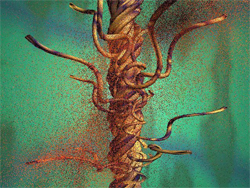 Nervures - Réalisation 3D et textures algorythmiques - logiciel Anyflo 1994 Nervures